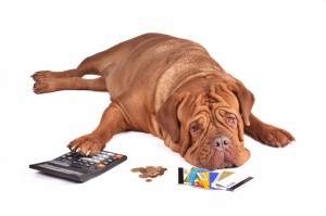 dog credit cards Misplaced loyalty